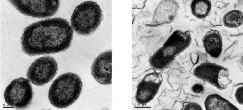 การยับยั้งแบคทีเรีย E. coli ของแผ่นแกรฟีน โดยภาพทางด้านซ้ายคือเซลล์ E. coli ปกติ และภาพทางด้านขวา คือเซลล์ E. coli ที่แตกออก เมื่อสัมผัสกับแผ่นแกรฟีนออกไซด์